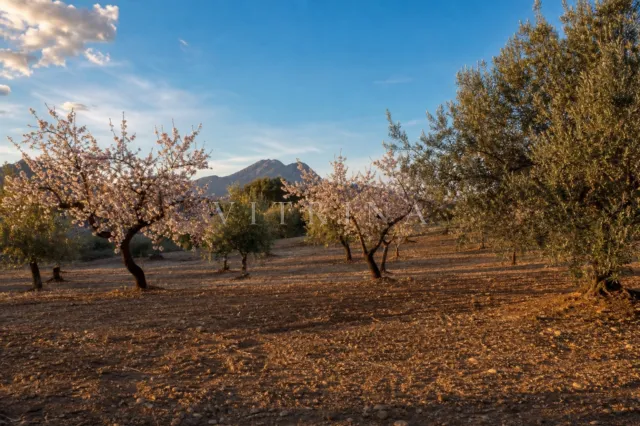 Urban plot in Estepona — listing.photo 2